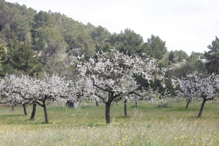 Som pagès. En busca de soluciones para el campo pitiuso